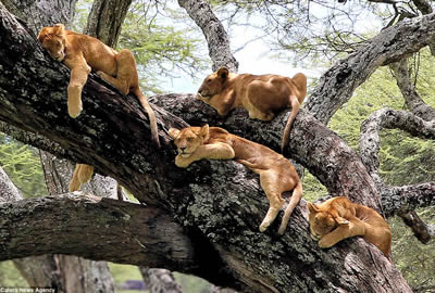 Kenya Adventure Safari
