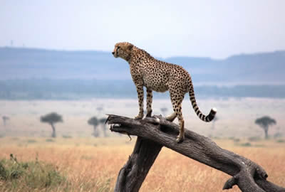 Kenya Adventure Safaris