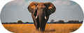 3-day Masai Mara safari