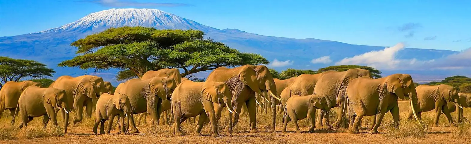 amboseli-banner