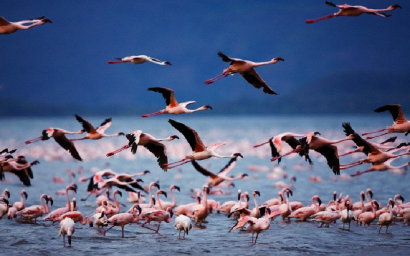 5 Days Maasai Mara, Lake Nakuru and Lake Naivasha Safari