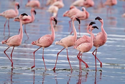 Day Tours in Nairobi