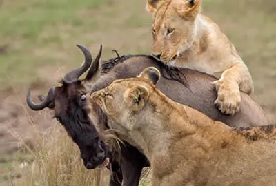 4 Days Tsavo East, Amboseli & Tsavo West National Park Lodge Safari