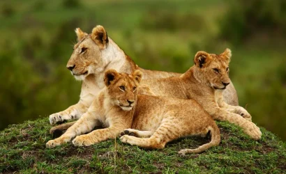 3 days Masai Mara Safari