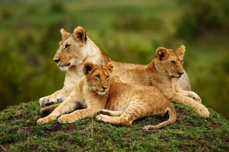 3 days Masai Mara Safari