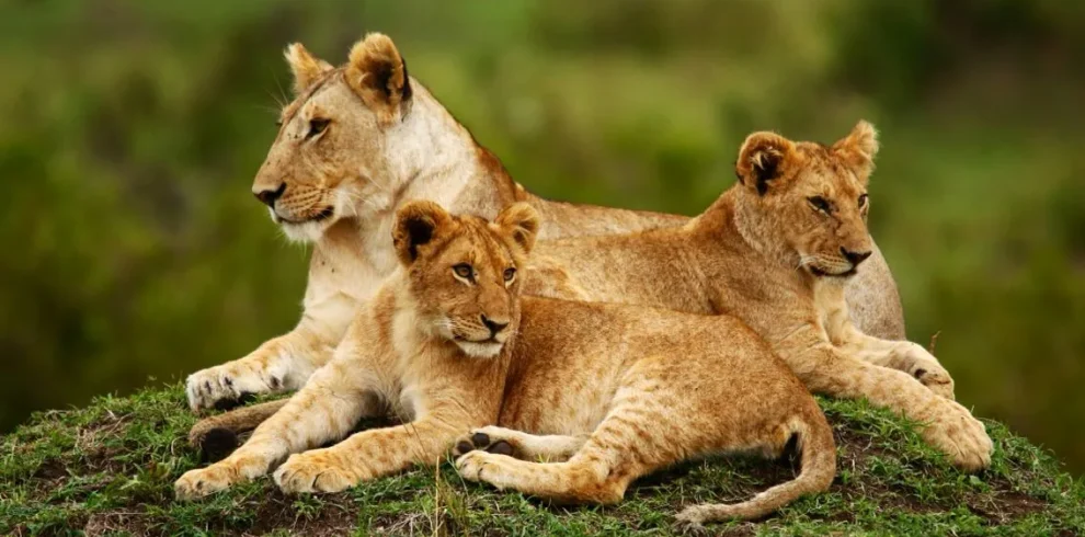3 days Masai Mara Safari