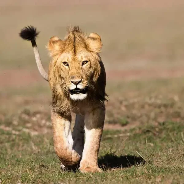 4 Days Maasai Mara