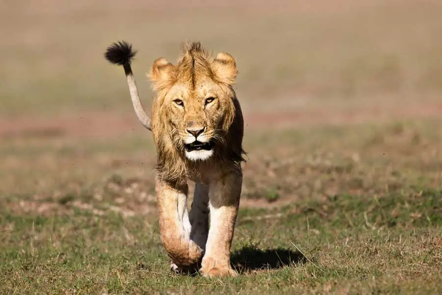 4 Days Maasai Mara