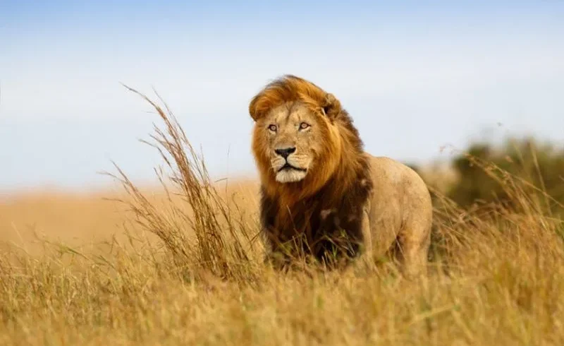 4 Days Maasai Mara Migration Safari
