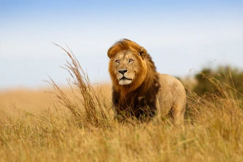 4 Days Maasai Mara Migration Safari