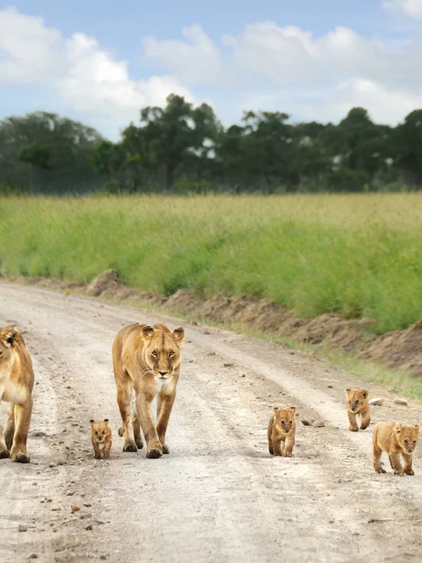3 days Masai Mara Safari