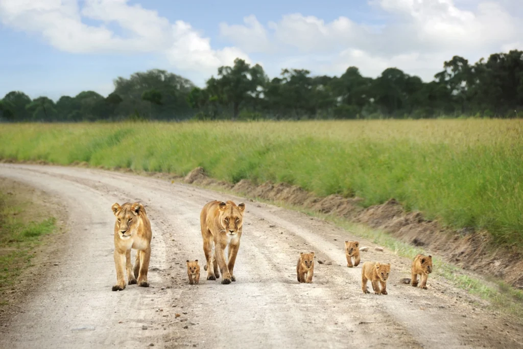 Masai Mara Safari Package