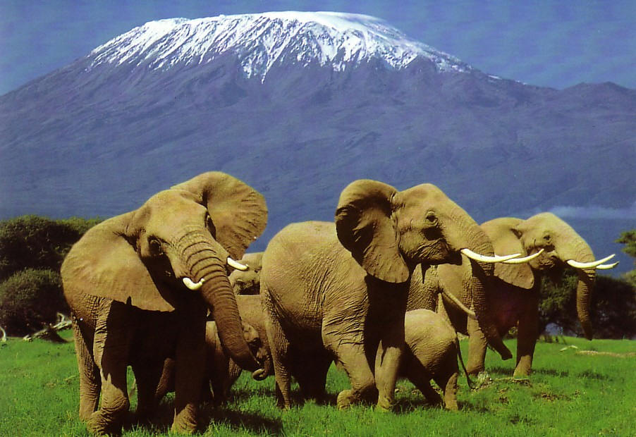 amboseli