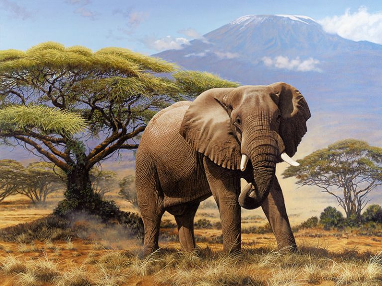 6 Days Amboseli, Lake Nakuru & Maasai Mara Kenya Adventure Safari