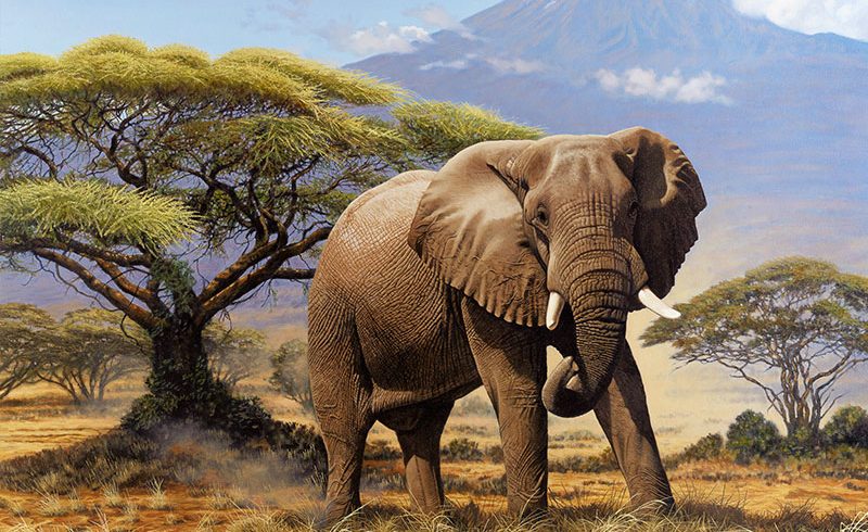 6 Days Amboseli, Lake Nakuru & Maasai Mara Kenya Adventure Safari
