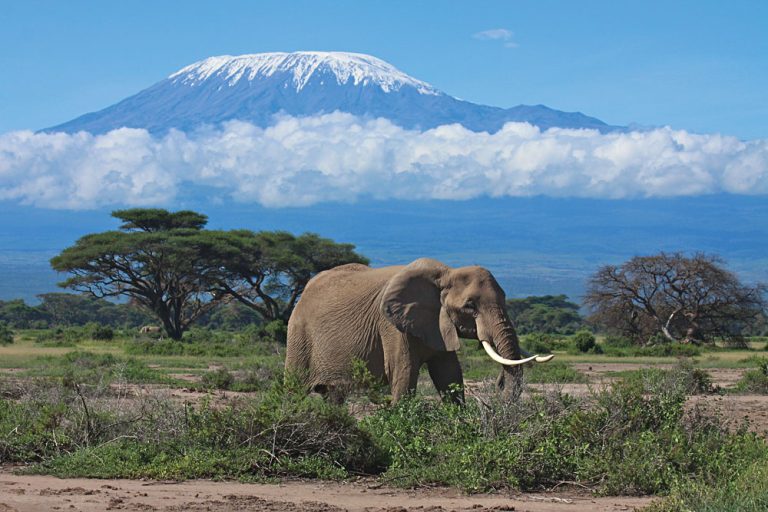 4 Days Tsavo East, Amboseli & Tsavo West National Park Lodge Safari