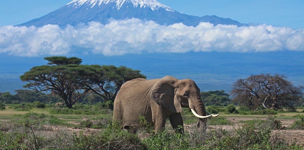 4 Days Tsavo East, Amboseli & Tsavo West National Park Lodge Safari