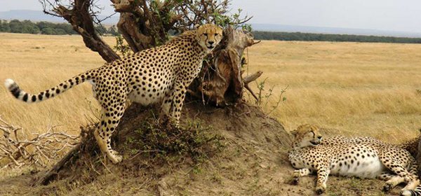 4 Days Tsavo East, Amboseli & Tsavo West National Park Lodge Safari
