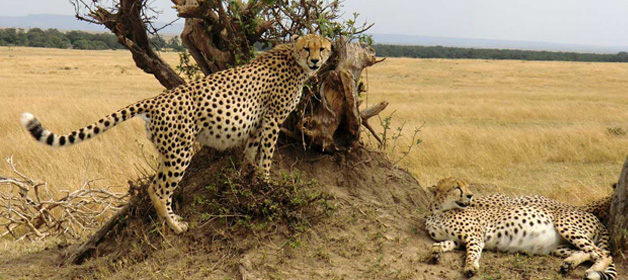 4 Days Tsavo East, Amboseli & Tsavo West National Park Lodge Safari
