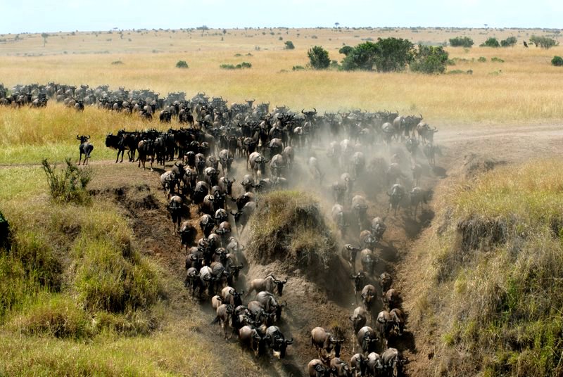 4 Days Maasai Mara Migration Safari