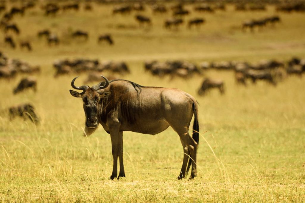 4 Days Maasai Mara Migration Safari