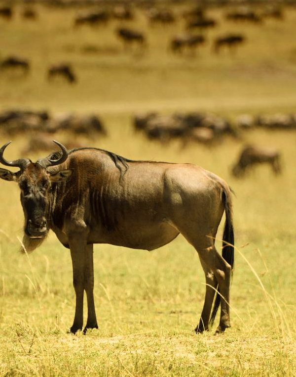 4 Days Maasai Mara Migration Safari